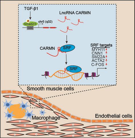 A Smooth Muscle Cellenriched Long Noncoding Rna Regulates Cell