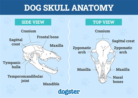 dog bone anatomy