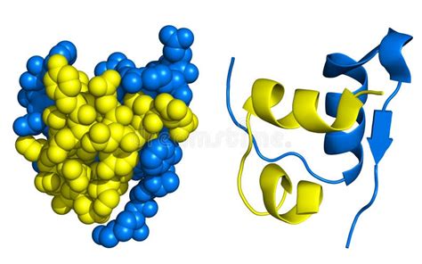 Insulin structure stock illustration. Image of chemistry - 26544714