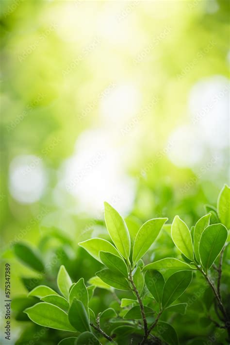 Natural green leaf texture with sun light use for nature background ...