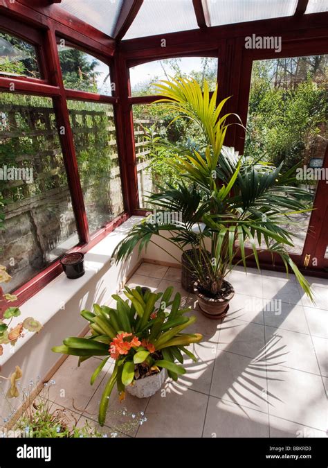 conservatory plants room in house next to garden Stock Photo - Alamy