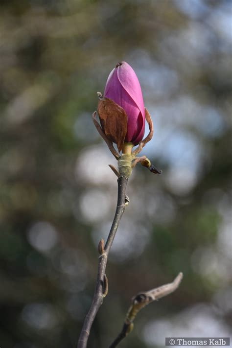 Magnolia Margaret Helen Urzeitwald Waldhilsbach