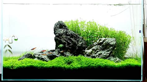 Guide To Planted Aquarium Aquascaping Iwagumi Glass Aqua | aquascape gallery