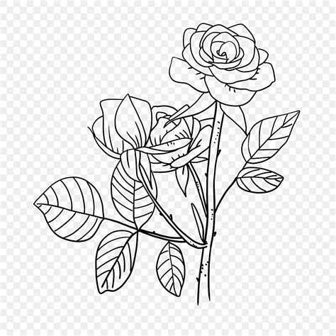 Two Leafy Roses Line Rose Clipart Black And White, Thorn, Rose, Bloom ...