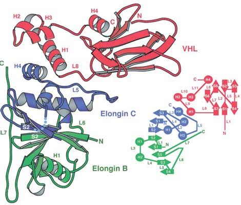 WHAT IS VHL? – Double Strand