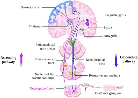 Ascending And Descending Nociceptive Pathways Created With