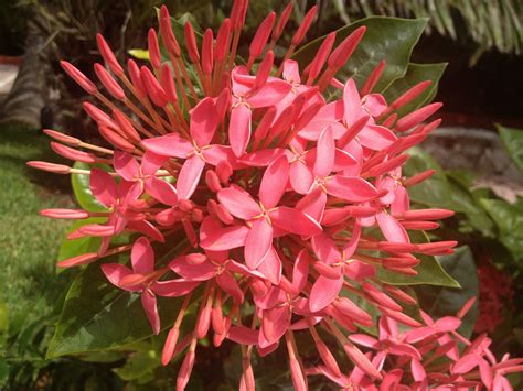 Mexican Flowers Mexican Flowers Flowers Plants