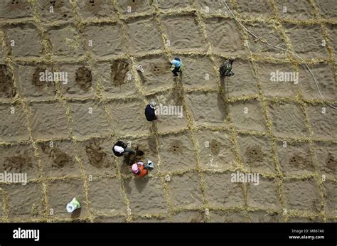 Linze China S Gansu Province Th Mar People Plant Trees In