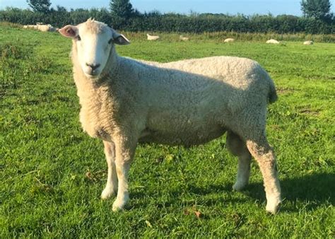 Romney Sheep For Sale | SellMyLivestock - The Online Livestock Marketplace