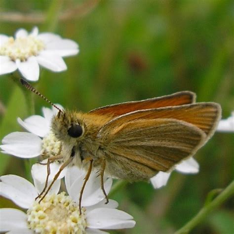 L Hespérie du dactyle Forêt d Orléans