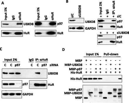 The P97UBXD8 Complex Destabilizes MRNA By Promoting Release Of