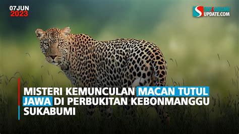 Misteri Kemunculan Macan Tutul Jawa Di Perbukitan Kebonmanggu Sukabumi