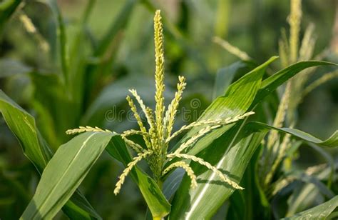 Flowers on a corn plant. stock image. Image of light - 255517755