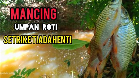 Mancing Ikan Wader Mancing Wader Umpan Roti Mancingwaderditengahhutan