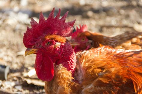 Portrait Of The Naked Neck Rooster In The Poultry House Stock