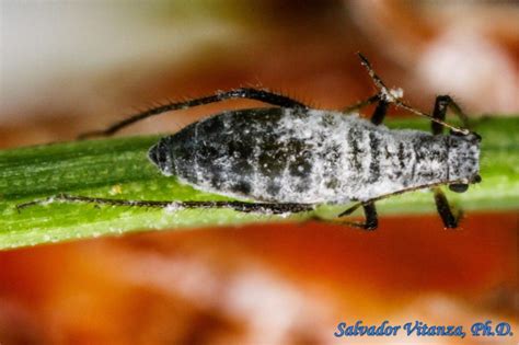 Hemiptera Sternorrhyncha Aphididae Eulachnus Rileyi Giant Aphids B