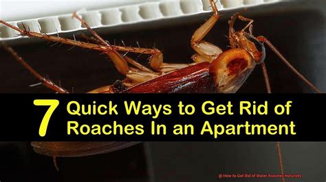 How to Get Rid of Water Roaches Naturally? - All About Roaches