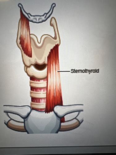 SPA Ch 4 Anatomy Of Phonation Part 3 Flashcards Quizlet