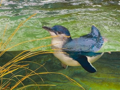 Australias Little Blue Fairy Penguin In The Water In La Jolla