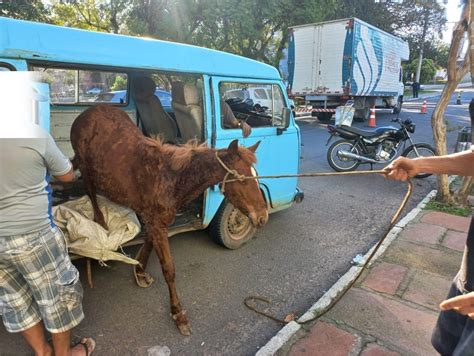 Cavalo é flagrado dentro de Kombi em São Leopoldo Rio Grande do Sul G1