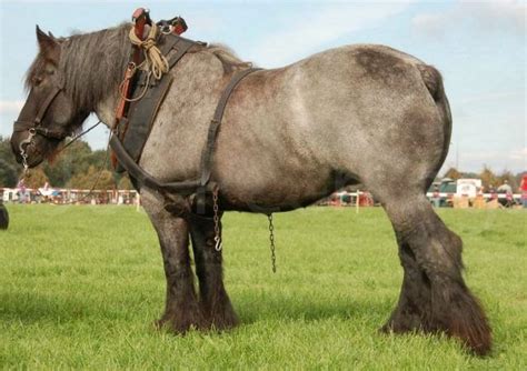 Dutch Heavy Draft horse | Horses, Draft horses, Horse breeds