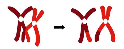 Dna Dating How Molecular Clocks Are Refining Human Evolutions Timeline