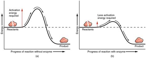 24 Biology Chemical Reactions And Enzymes Diagram Quizlet