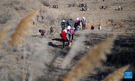 People Fight Desertification In Ningxia Nw China Global Times