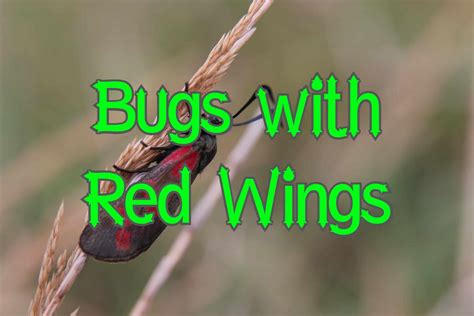 Bugs With Red Wings Pictures And Identification