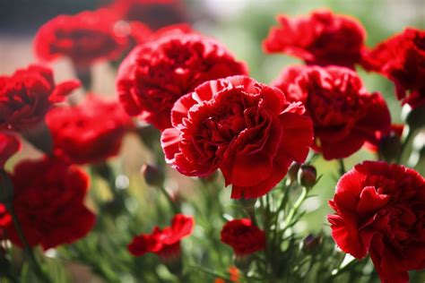 Red Carnation Flower Meaning Symbolism Spiritual Significance