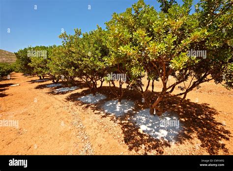 Mastic Trees Being Prepared For The Mastic Harvest By Having Fresh