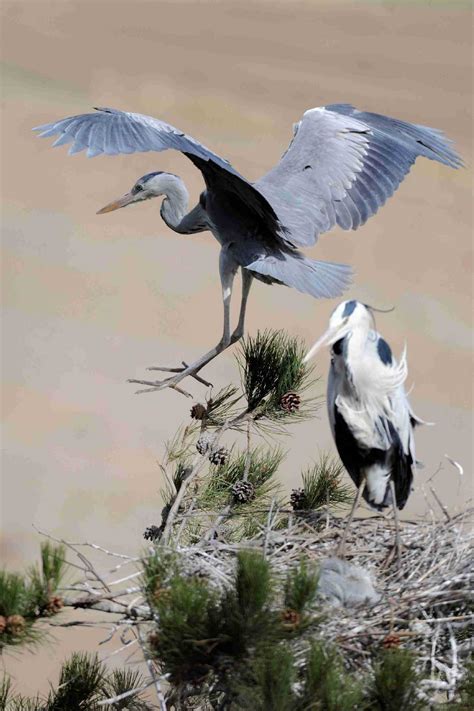 Herons Return To Shanxi Cn