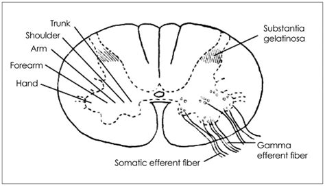 Approximate locations of the motor neurons in the anterior gray horn of... | Download Scientific ...