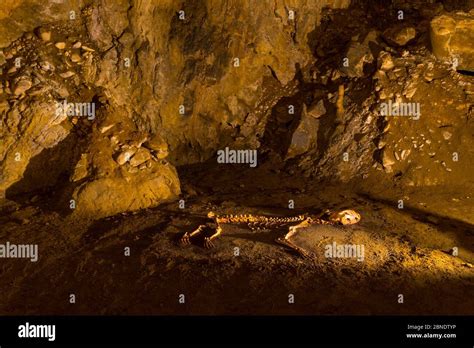 Cave lion hi-res stock photography and images - Alamy