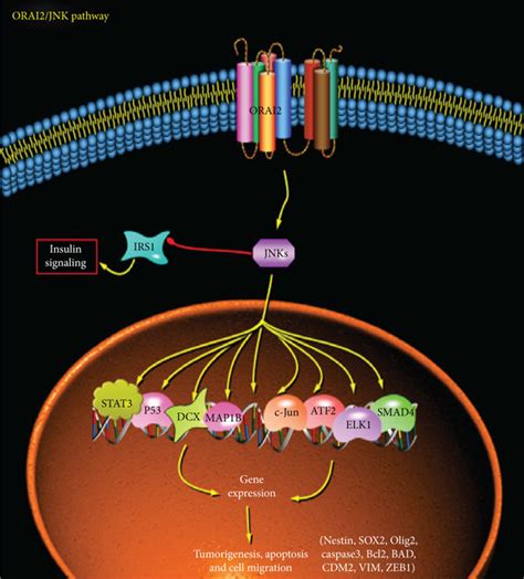 Orai Was Associated With Stemness And Apoptosis Via The Jnk Pathway