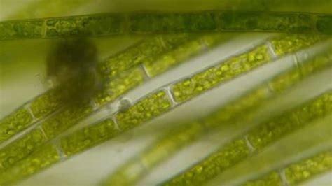 Chloroplast under a microscope. Cell div... | Stock Video | Pond5