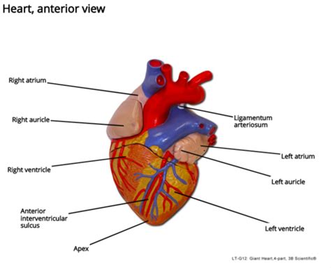 Cardiovascular Cadaver Flashcards Quizlet