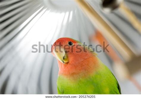 Rosy Faced Lovebird Cage Looking Curiously Stock Photo 205276201 ...