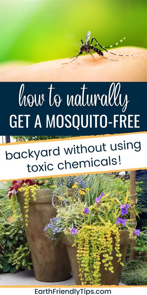 Plants That Repel Mosquitoes Earth Friendly Tips Mosquito Repelling