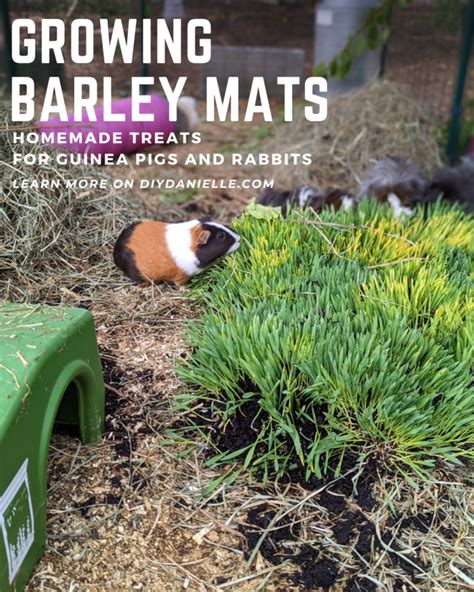 Make DIY Barley Mats for Homemade Guinea Pig Treats