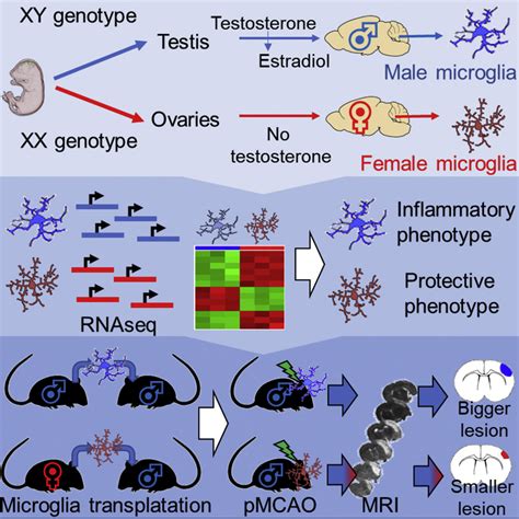 Sex Specific Features Of Microglia From Adult Mice Cell Reports