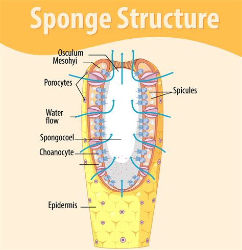 Diagram showing structure of sponge 7207048 Vector Art at Vecteezy