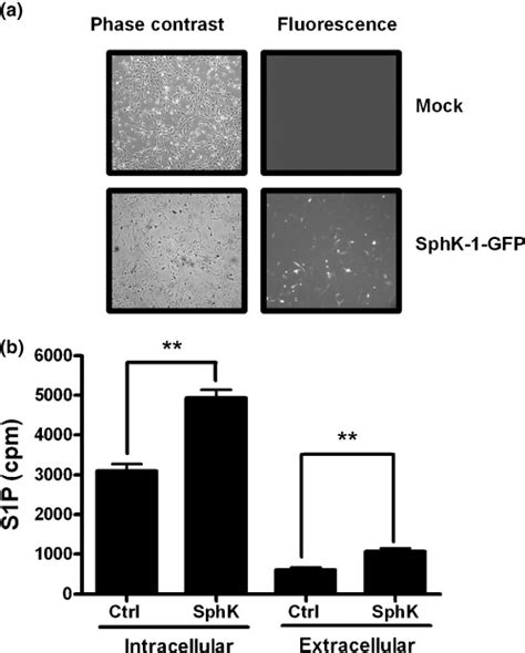 Sphingosine Kinase Sphk Mediated Increase Of Intracellular And