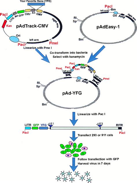 A Simplified System For Generating Recombinant Adenoviruses Pnas