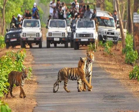 Corbett Step Jim Corbett Tour Jeep Safari Packages Booking Online