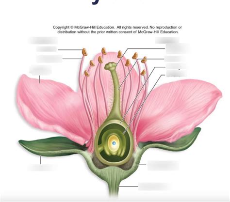 Flower Organs Diagram Diagram Quizlet