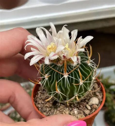 Echinofossulocactus Stenocactus Crispatus Succulent Guide