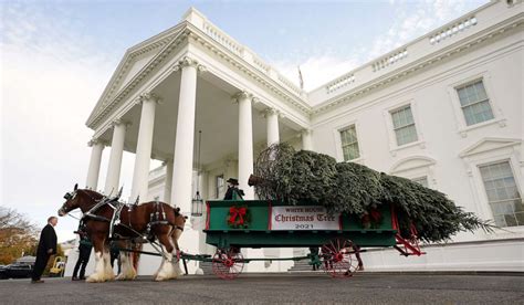 First lady Jill Biden accepts White House Christmas tree - ABC News