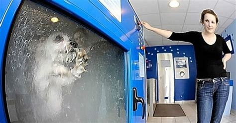 В Японии появилась стиральная машина для мойки питомцев