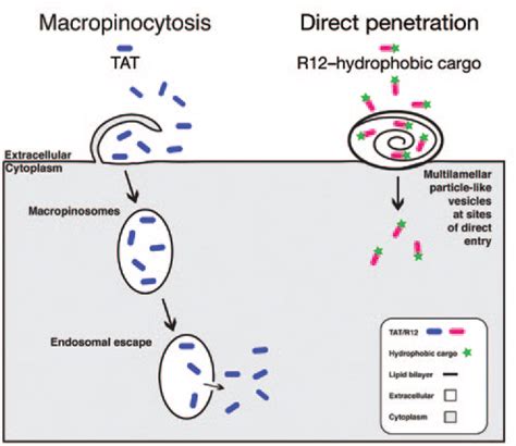 Do Cell Penetrating Peptides Actually “penetrate” Cellular Membranes